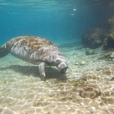 Manatee Crystal River