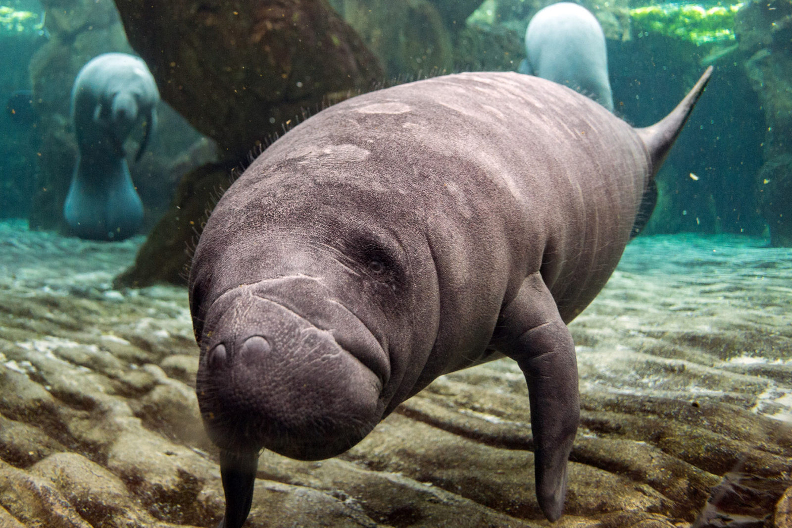 Baby Manatee