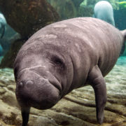 Baby Manatee