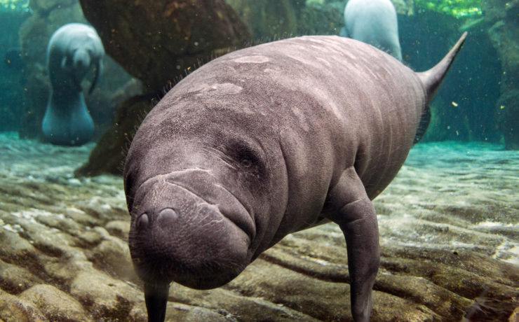 Baby Manatee