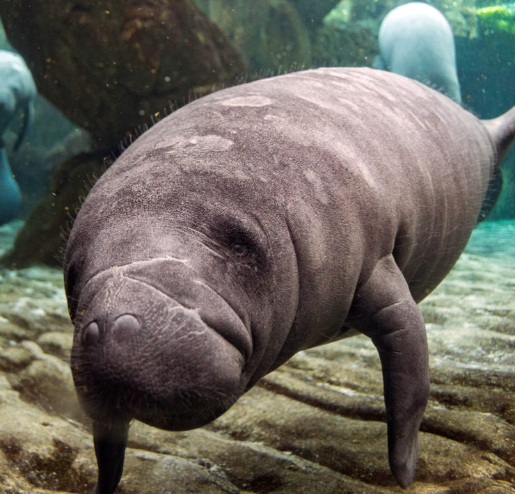 Baby Manatee