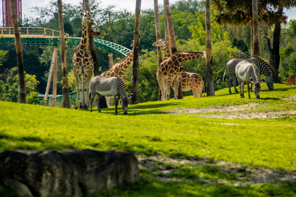 Busch Gardens Tampa