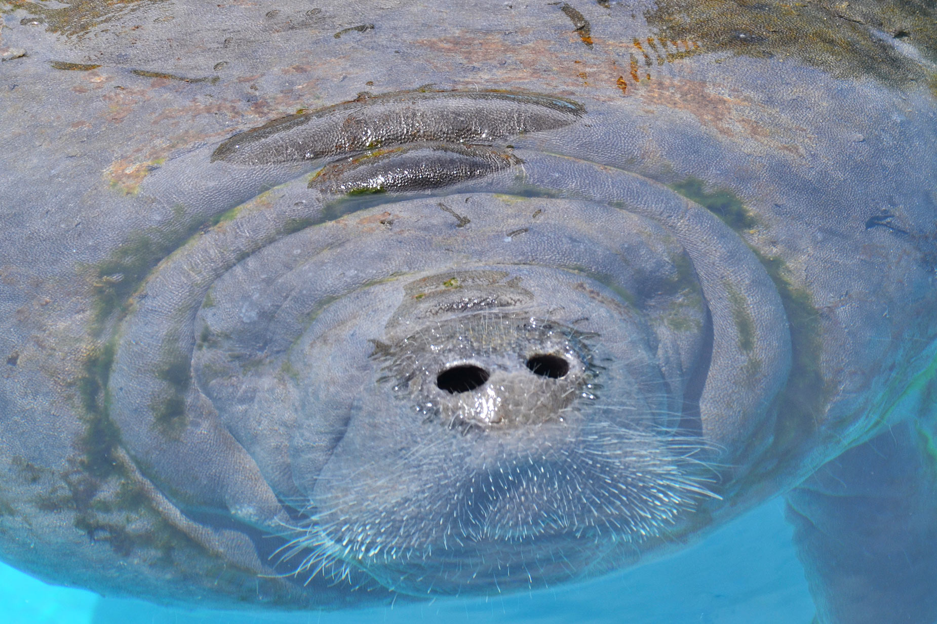 Close up Manatee