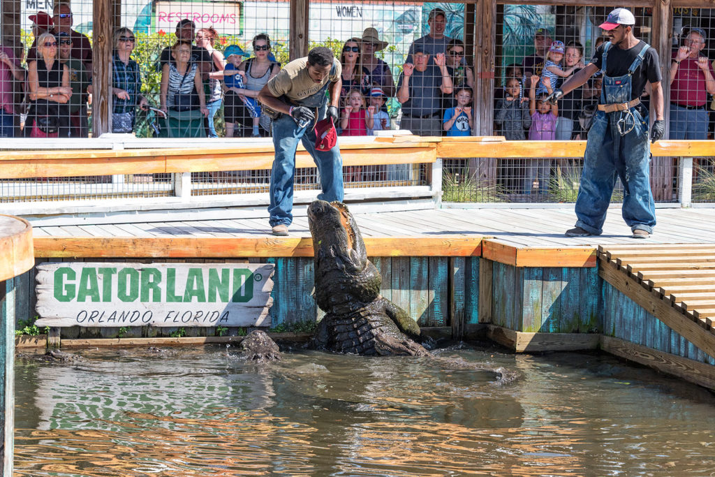 Gatorland