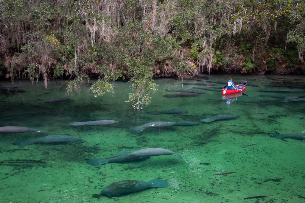 Manatee Blue River Spring State Park