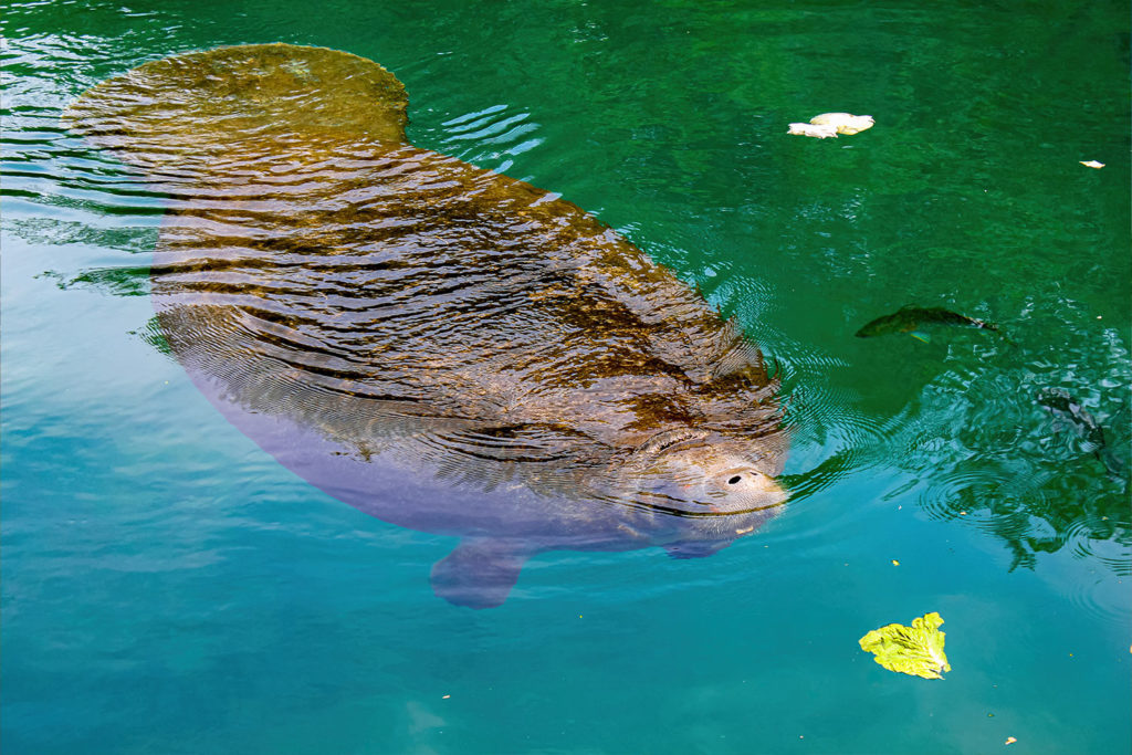 Manatee Florida