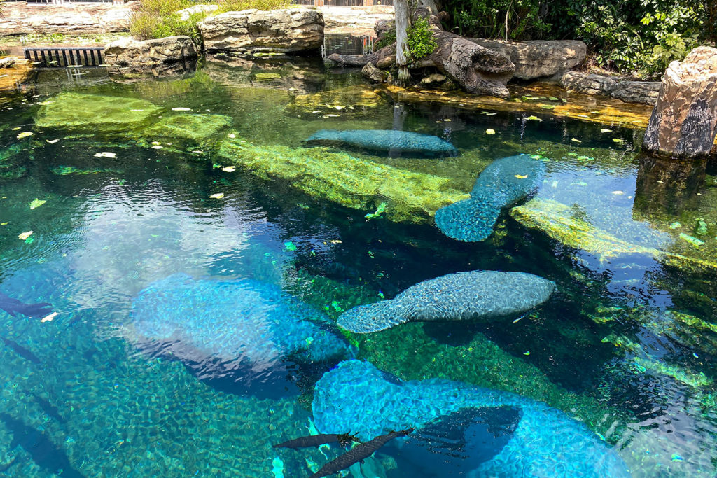 Manatee Seaworld