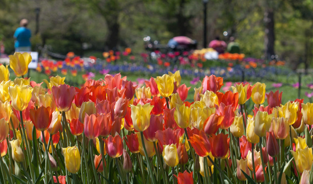 Washington Park Albany