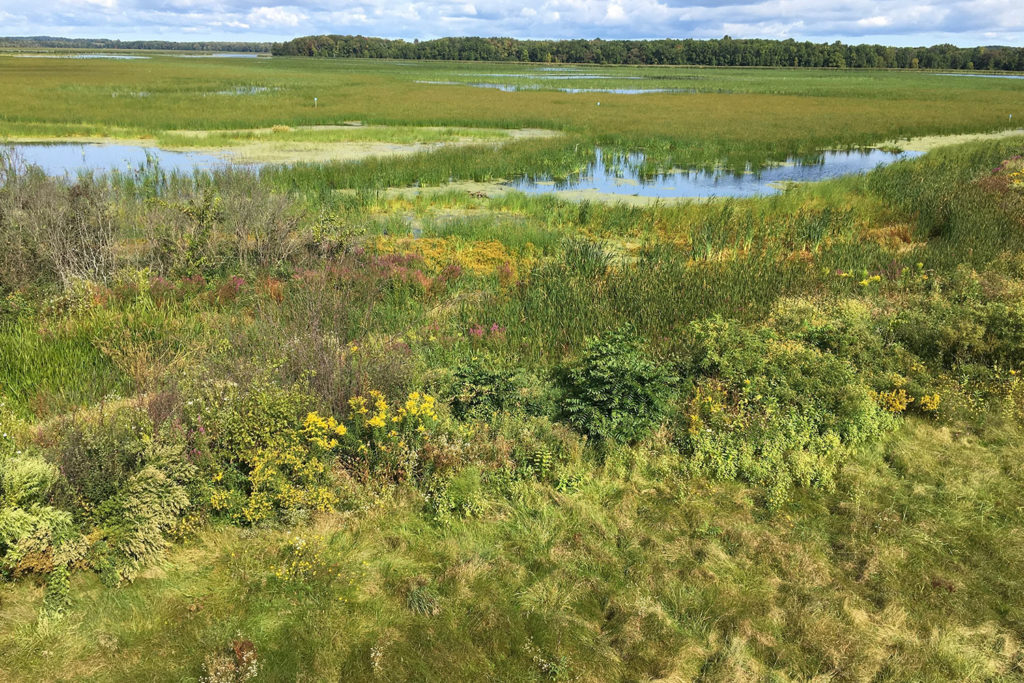 Montezuma National Wildlife Refuge