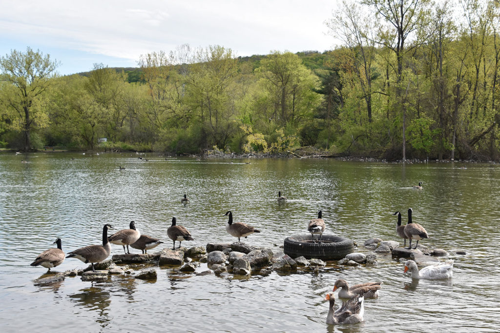 Webster Pond