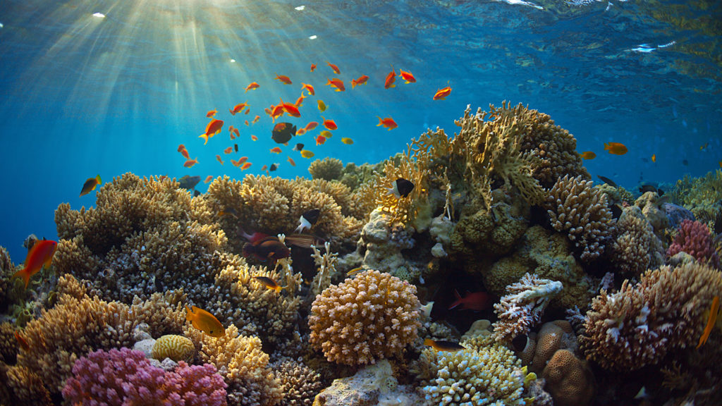 Koraal John Pennekamp Coral Reef State Park