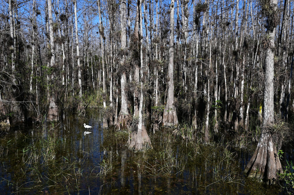 Big Cypress National Preserve