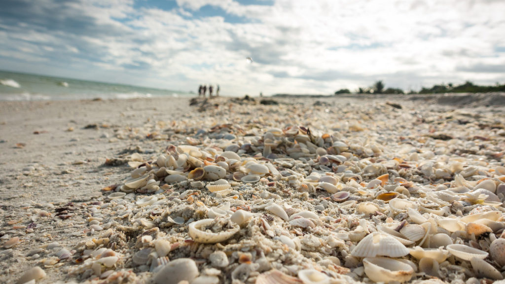 Schelpen op Sanibel Island