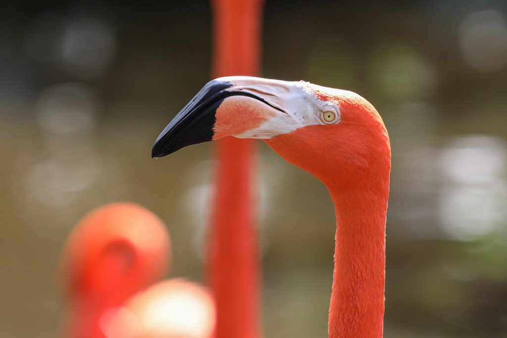 Flamingo Gardens in Fort lauderdale