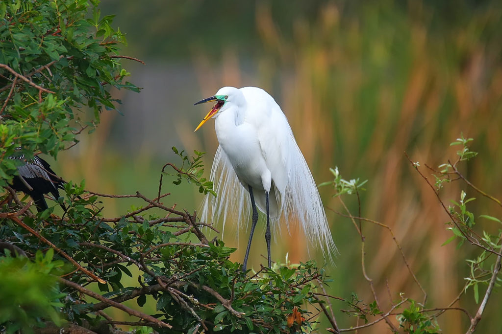 Ding darling national wildlife refuge