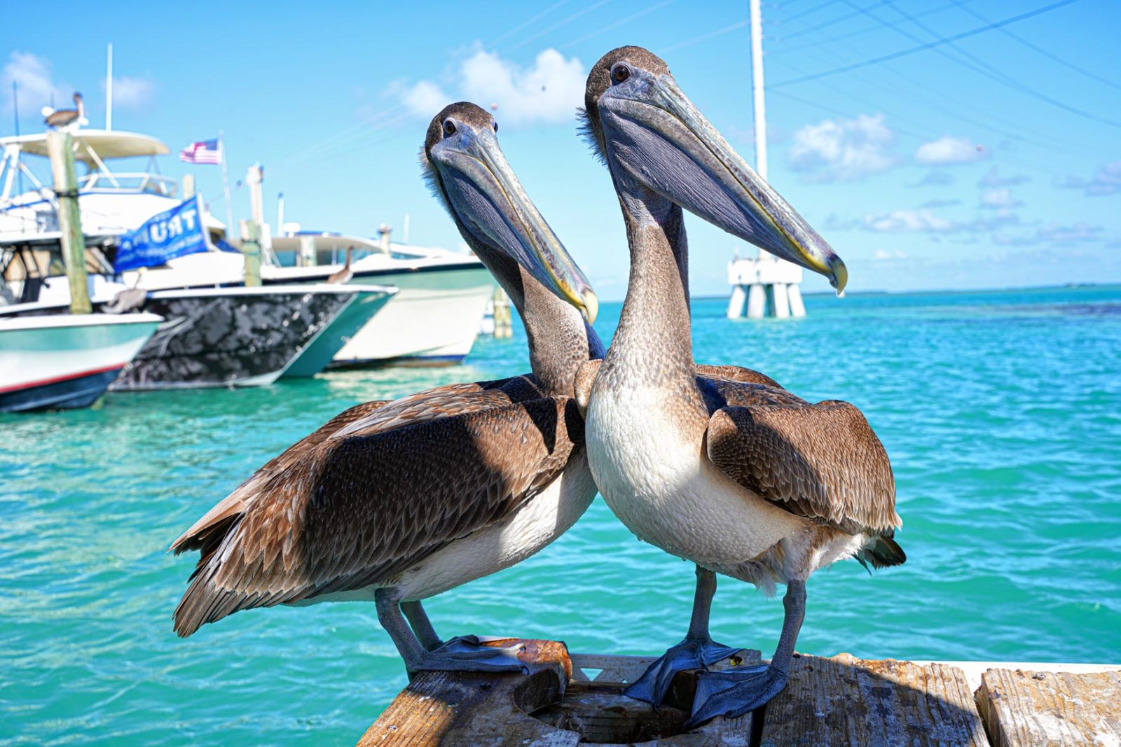 De eilanden van Islamorada in de Florida Keys