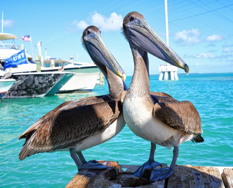 De eilanden van Islamorada in de Florida Keys