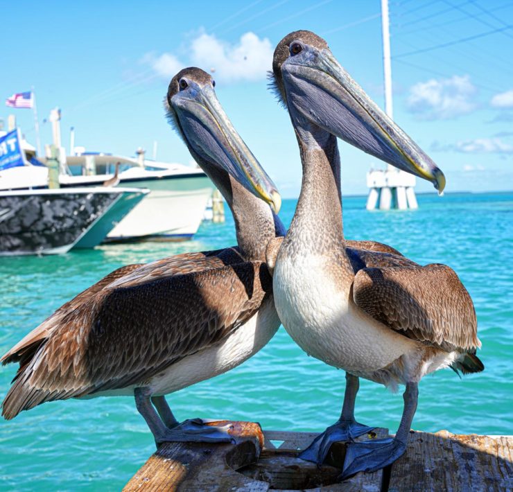 De eilanden van Islamorada in de Florida Keys