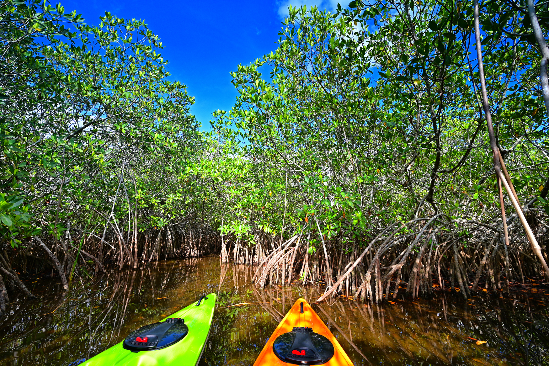 Kayakken en zeekoeien spotten door de mangrovebossen in Marathon