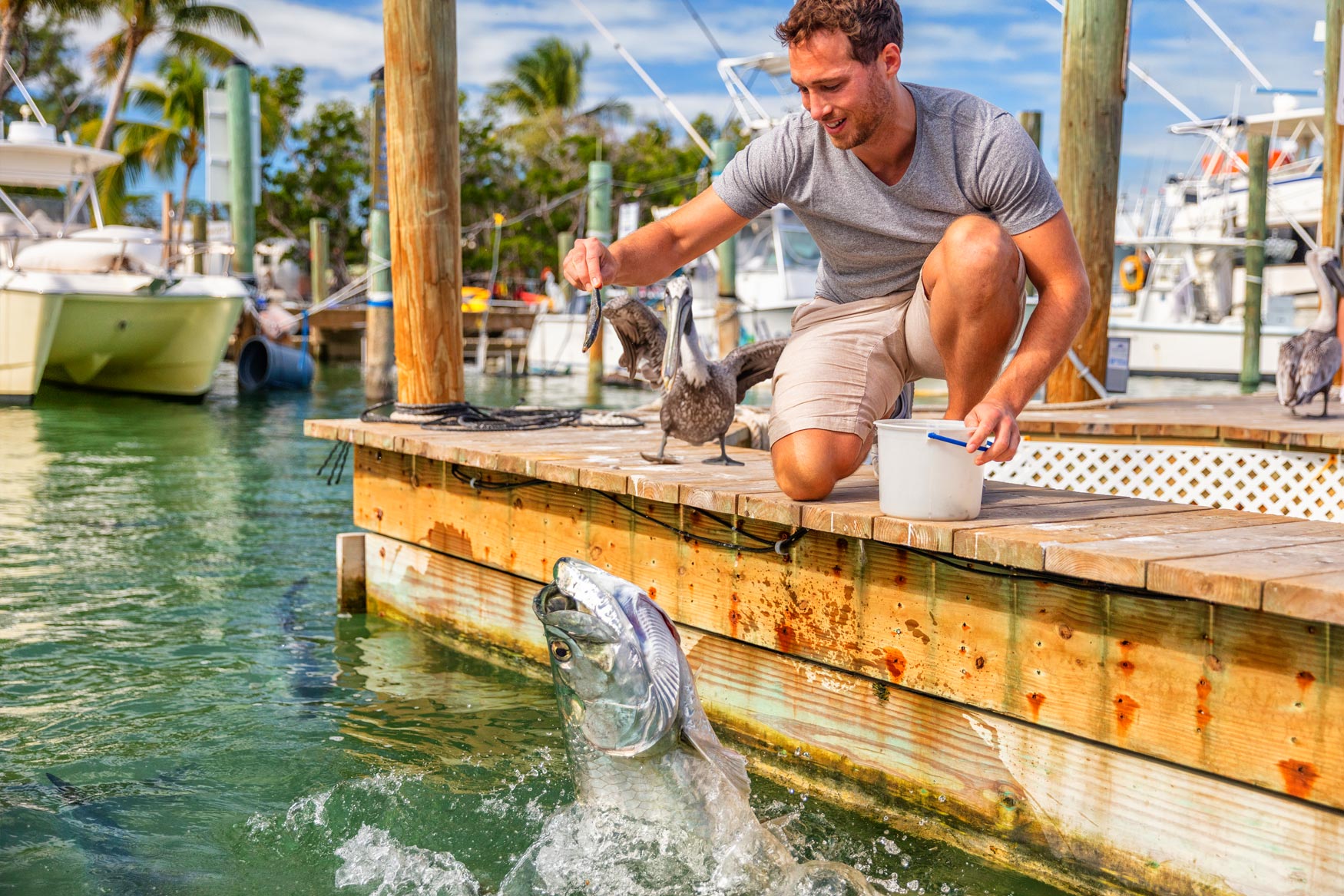 Grote Tarpons voeren in de haven van Robbie's in Islamorada