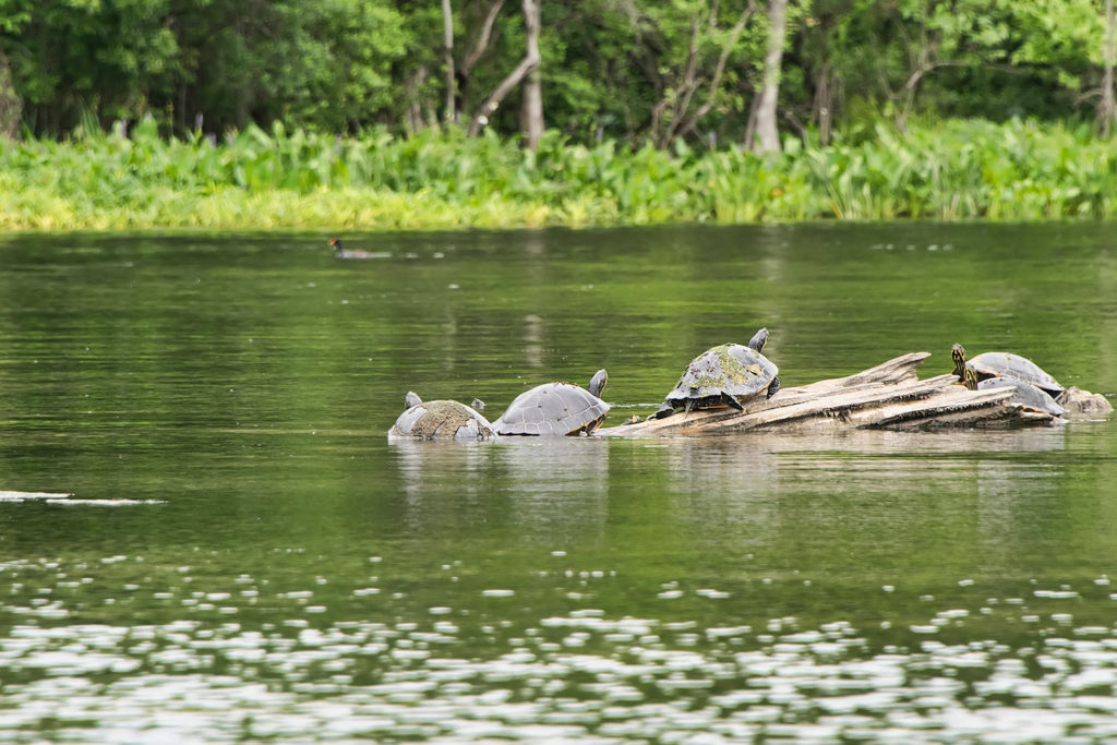 Wakulla Springs State Park