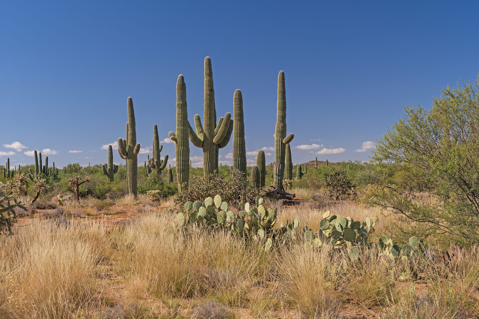 Saguaro National Park