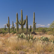 Saguaro National Park