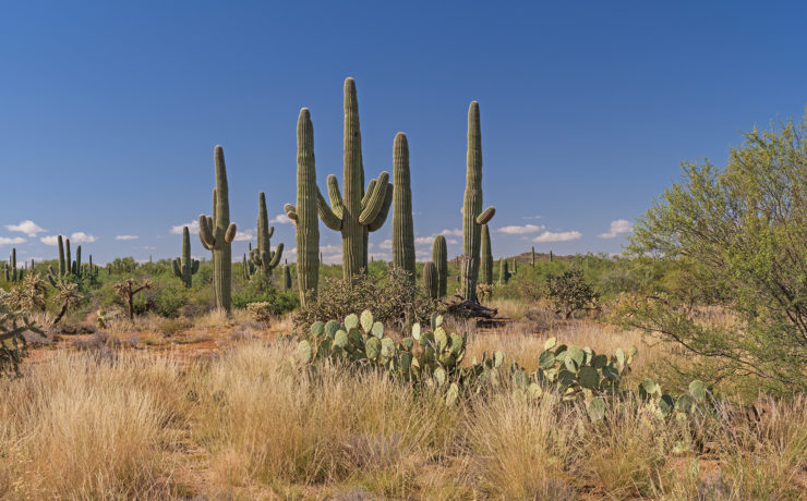 Saguaro National Park