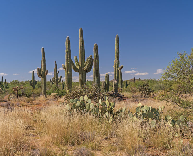 Saguaro National Park