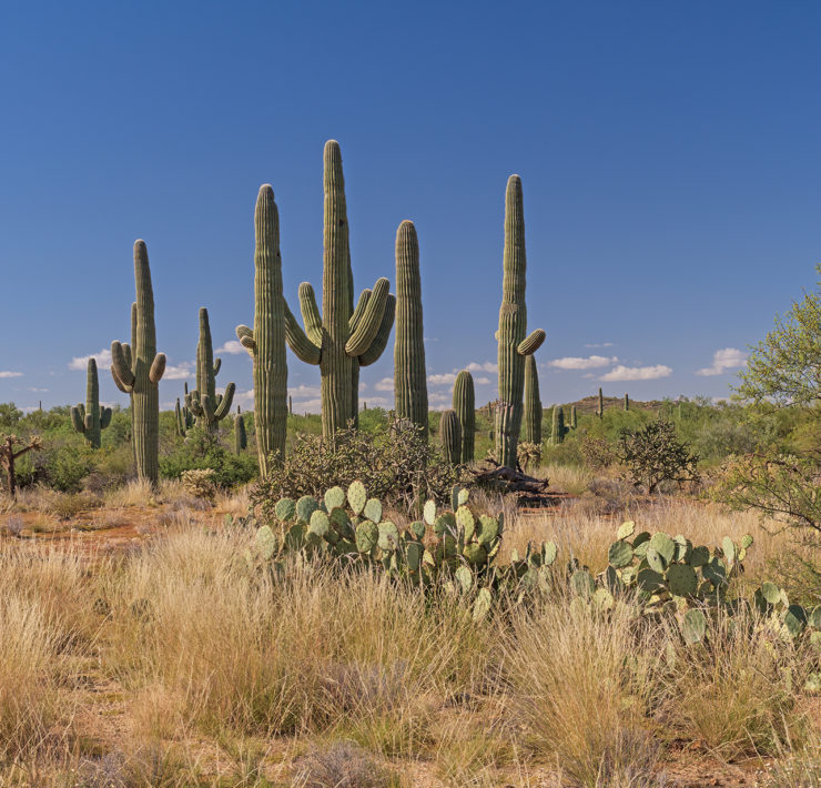 Saguaro National Park