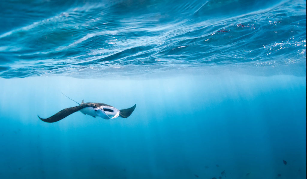 Zwemmen met manta roggen Hawaii