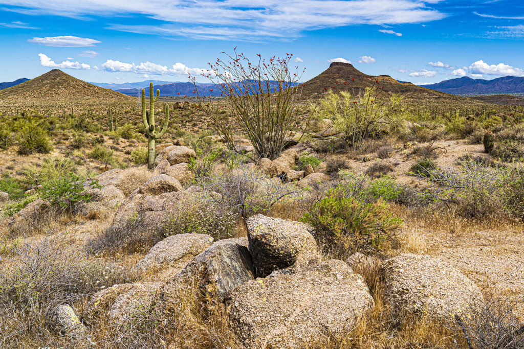 McDowell Sonoran Preserve