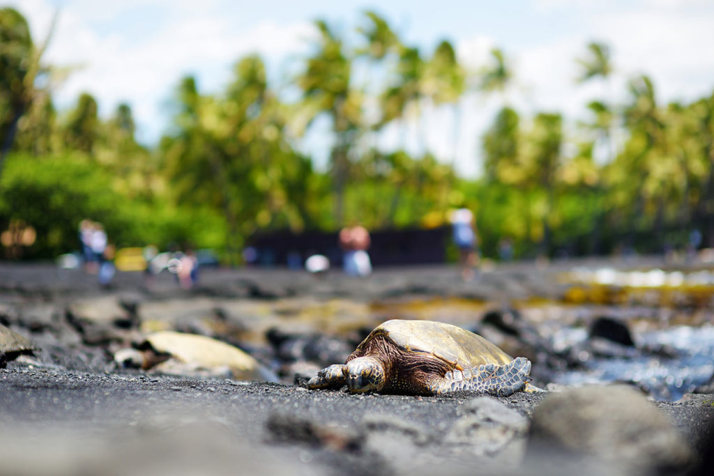 panalu'u black sand