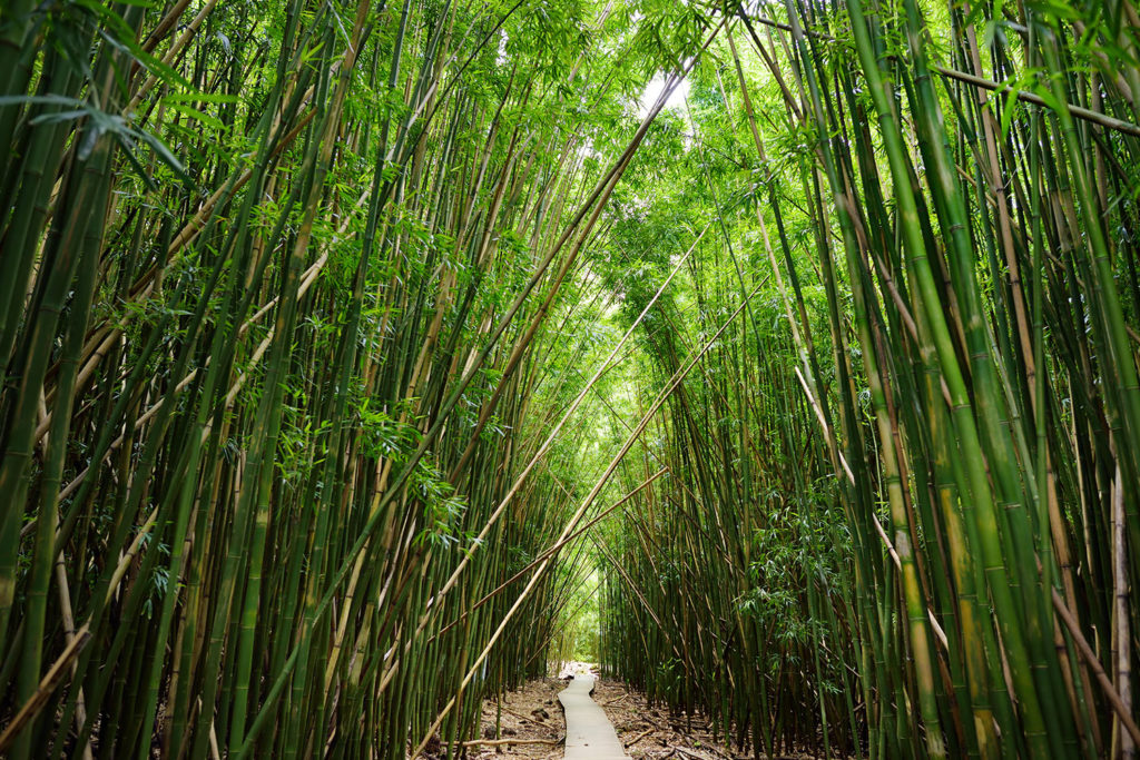 Pipiwai Trail Maui