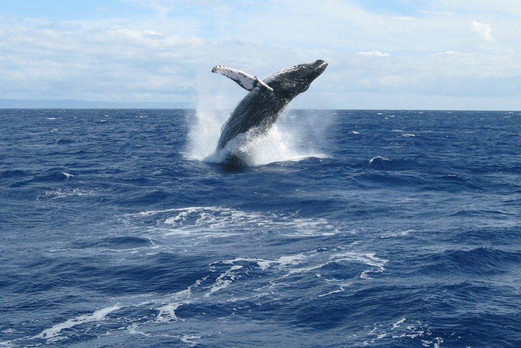 Walvissen op Hawaii