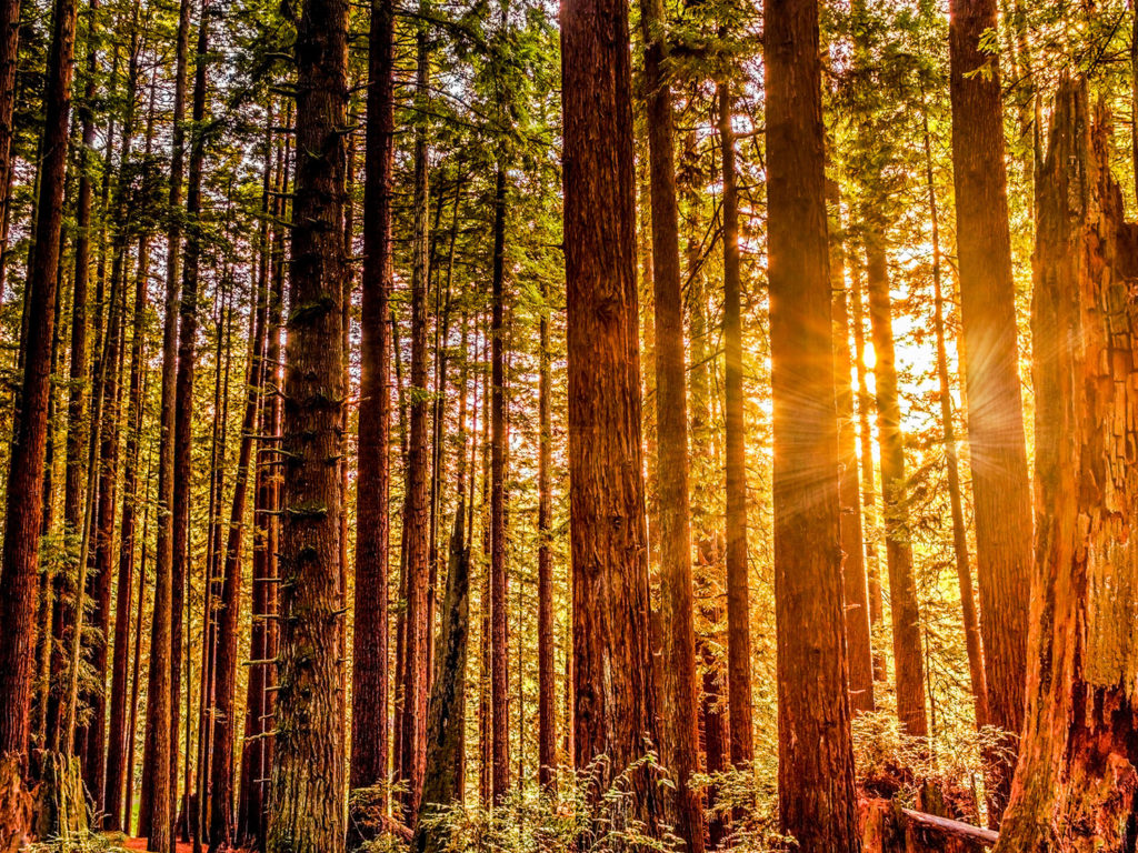 Redwood National Park