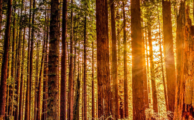 Redwood National Park