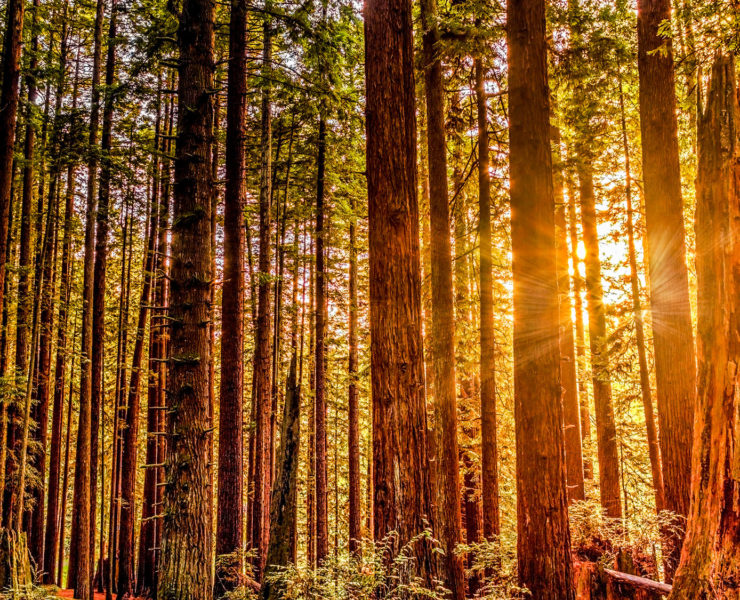 Redwood National Park