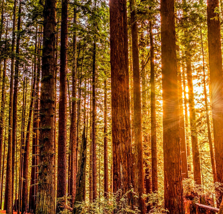 Redwood National Park