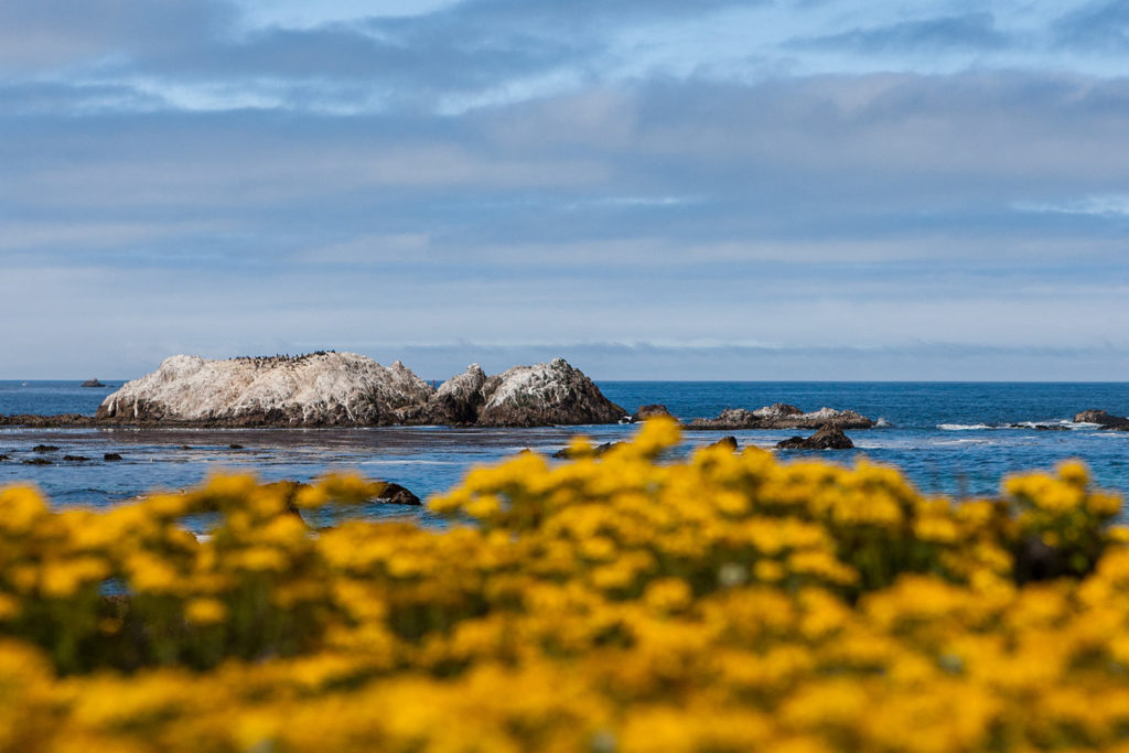 Bird Rock 17-Mile Drive