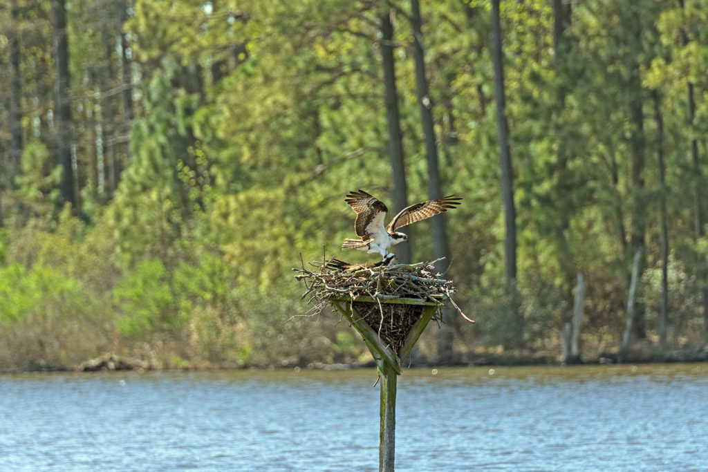 Blackwater National wildlife Refuge