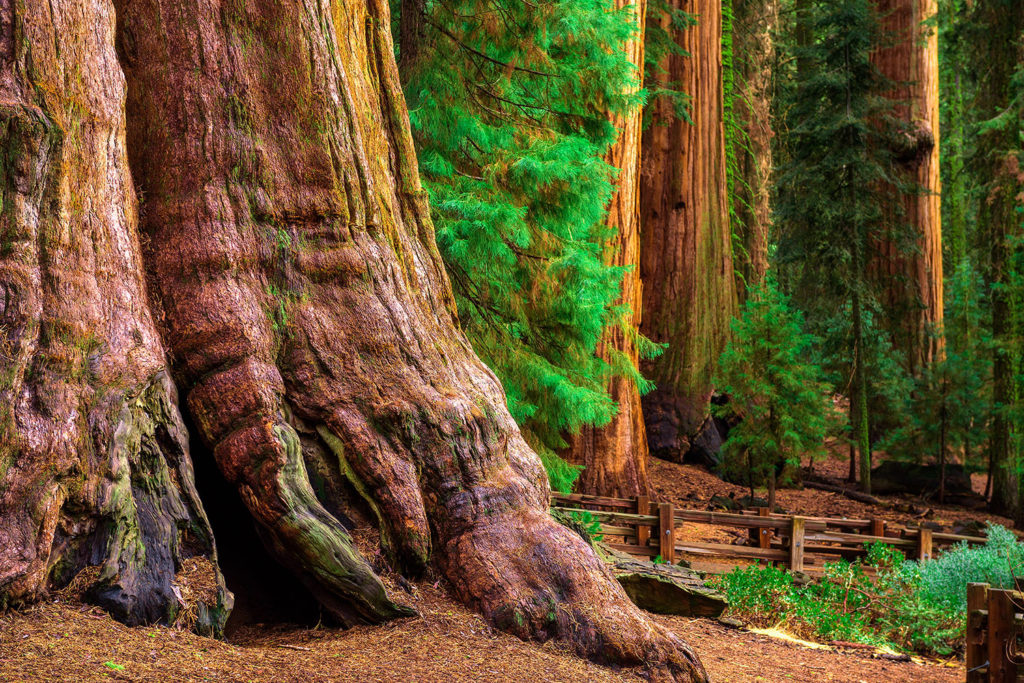 General Sherman Tree in de Sierra Nevada