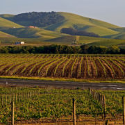 Wijnranken in Napa Valley