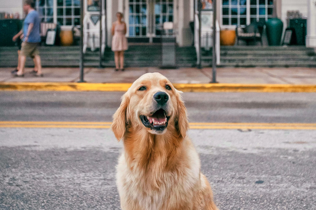 Golden Retriever Betsy van The Betsy in Miami Beach