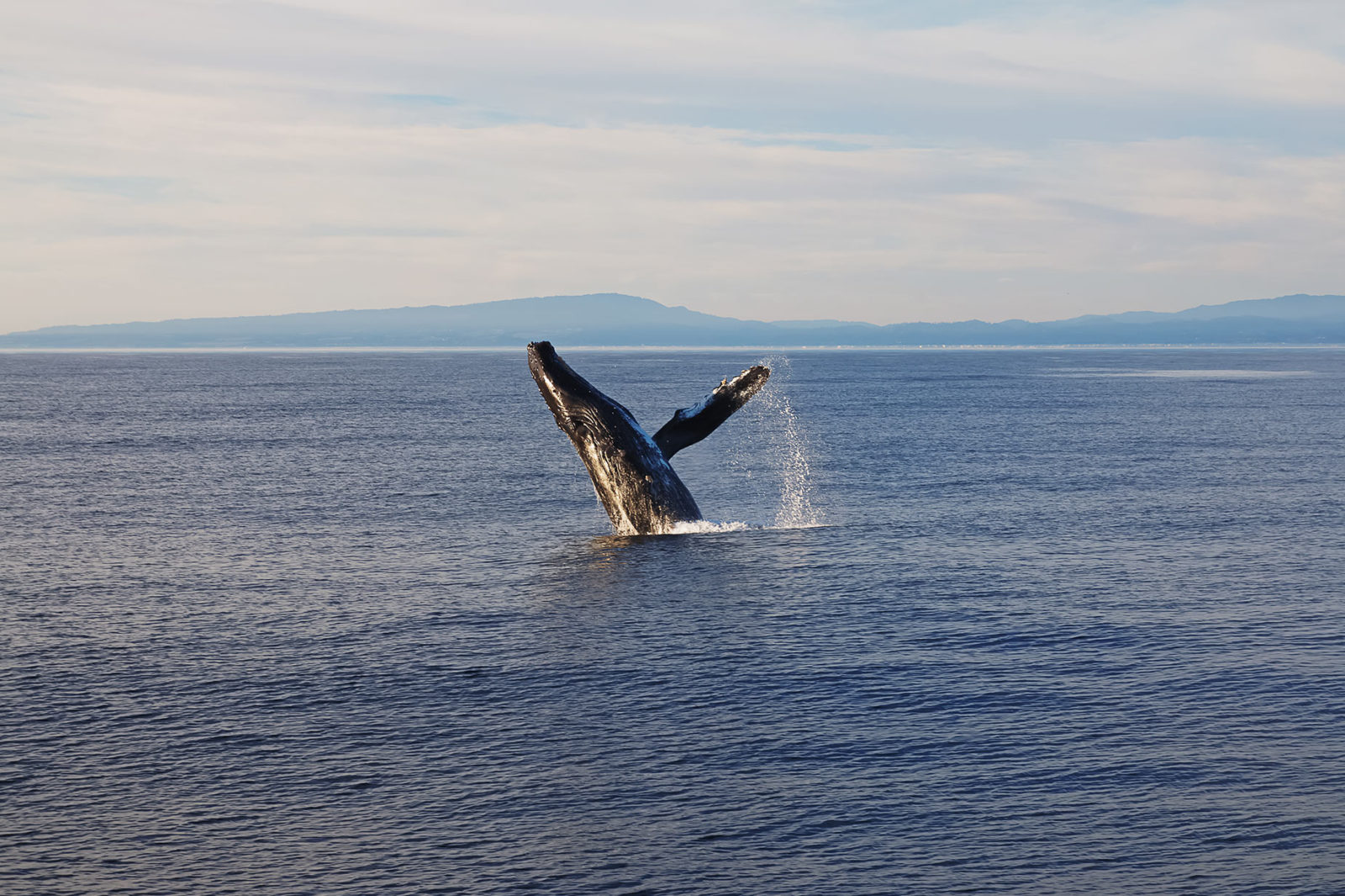 Walvissen kijken in Californië