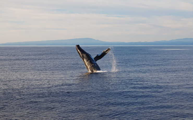 Walvissen kijken in Californië