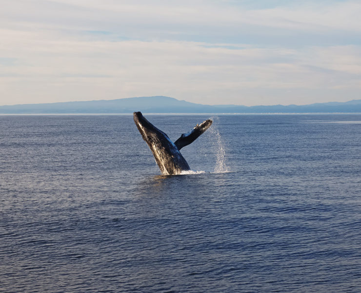 Walvissen kijken in Californië
