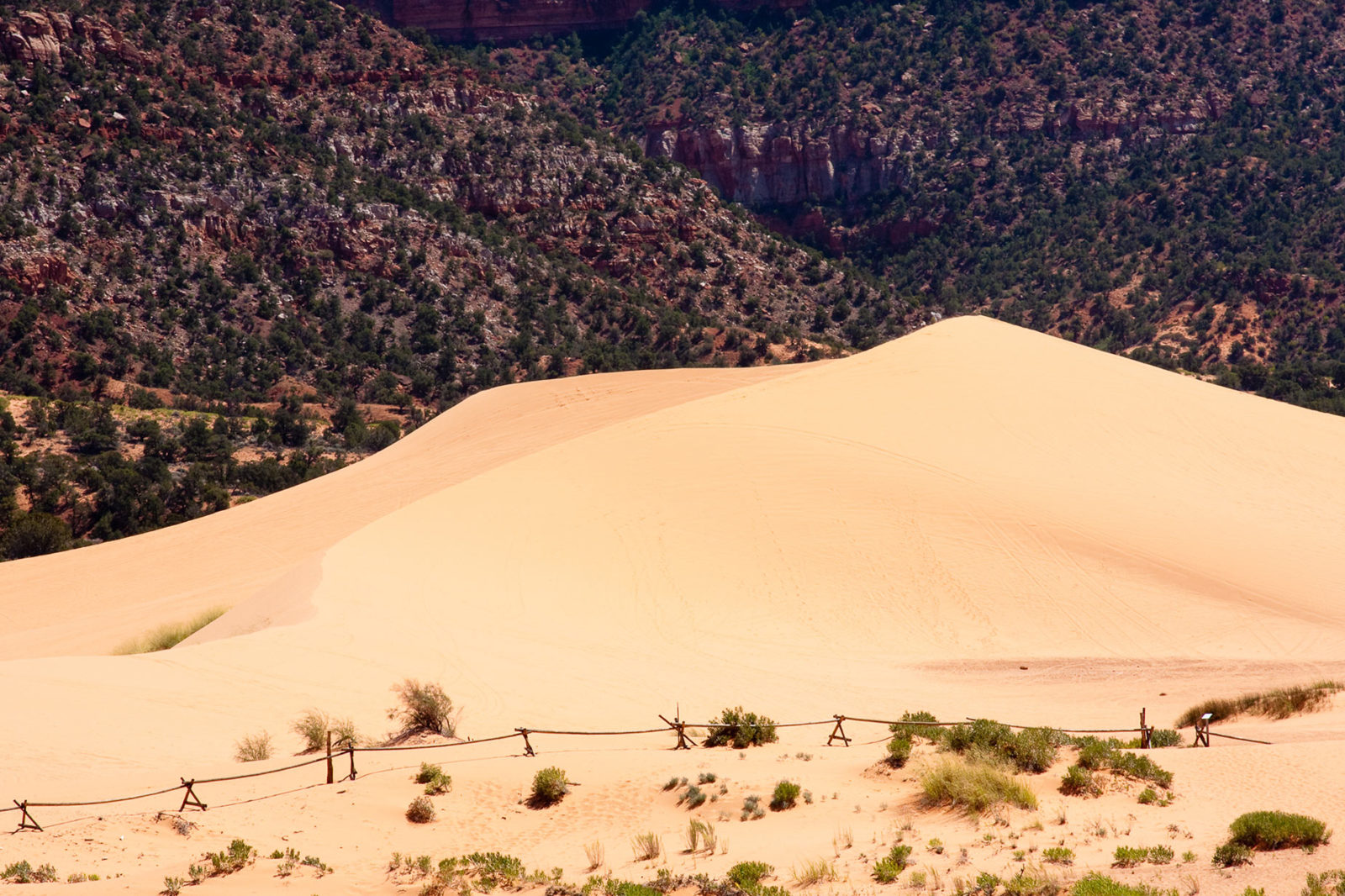 Vegetatie Coral Pink Sand Dunes State Park