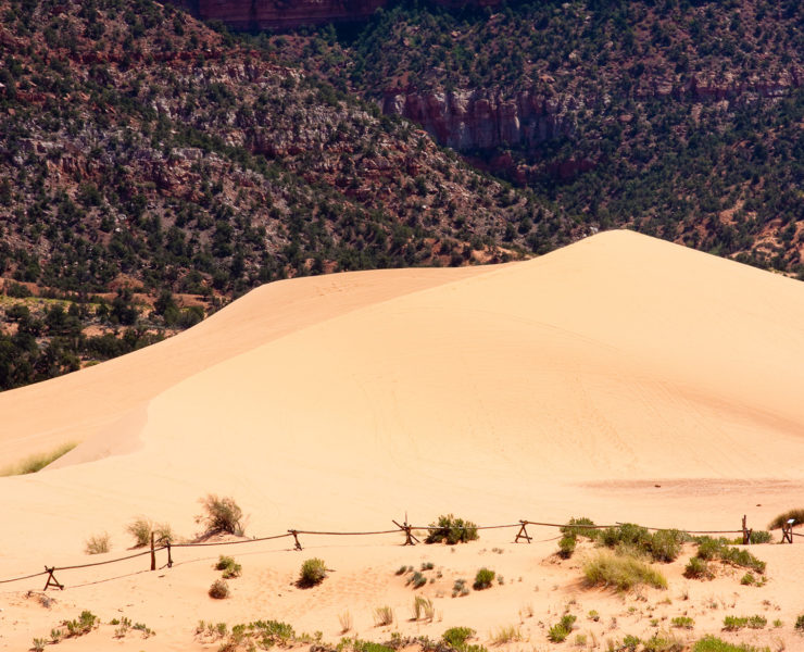 Vegetatie Coral Pink Sand Dunes State Park