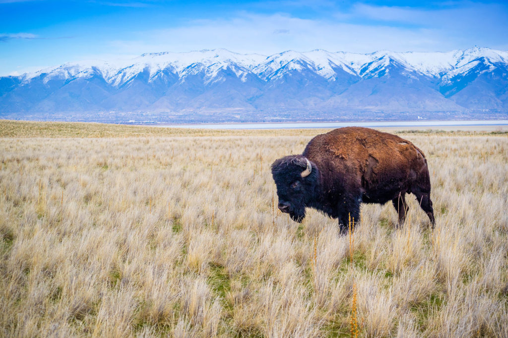 Bizon in Antelope Island State Park in Utah